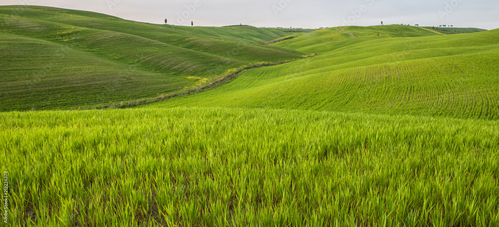 Obraz premium Tuscan countryside