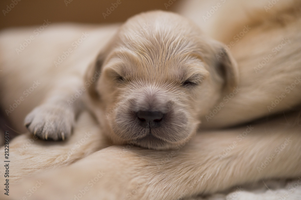 Newborn puppy sleeping, close up. Newborn puppy sleeping, close up.