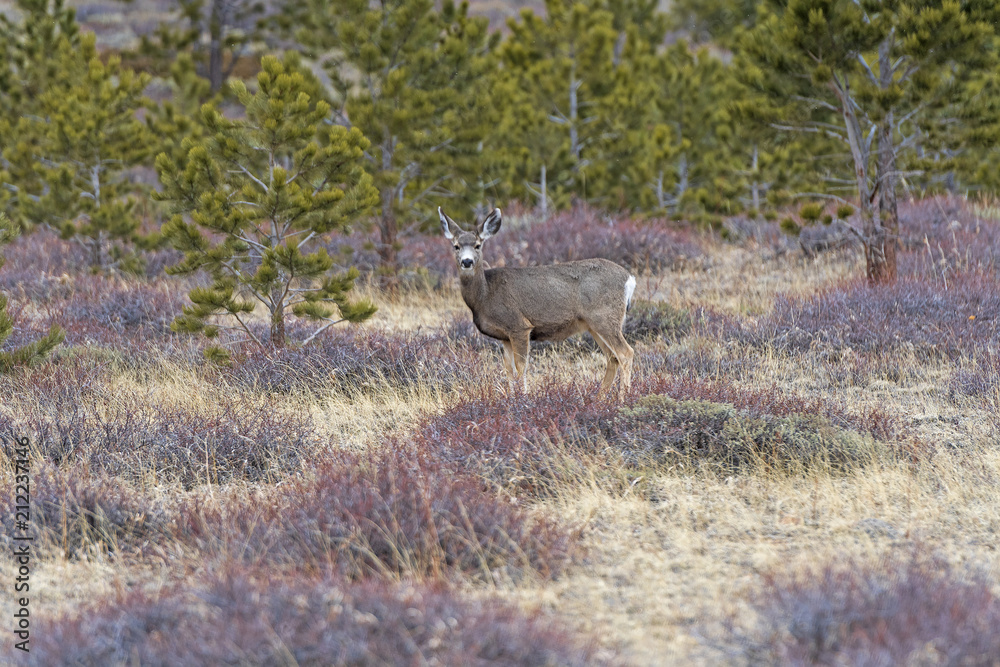 Mule Deer in a Meadow in the Mountains