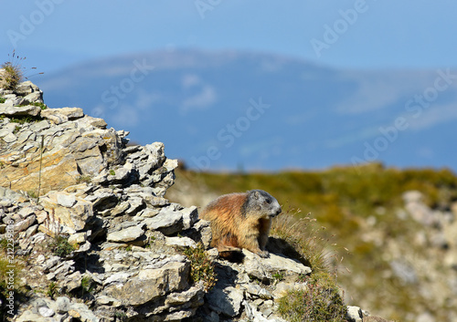 Alpenmurmeltier  marmota marmota  Dolomiten  Naturpark Puez-Geisler