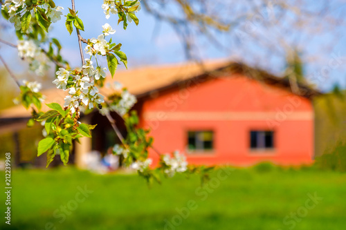flower branch country house blur background springtime countryside