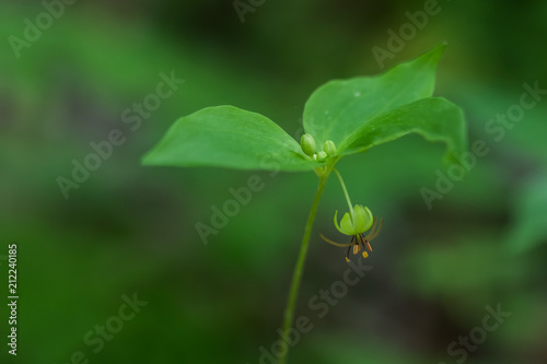 Indian Cucumber Root wildflower close-up