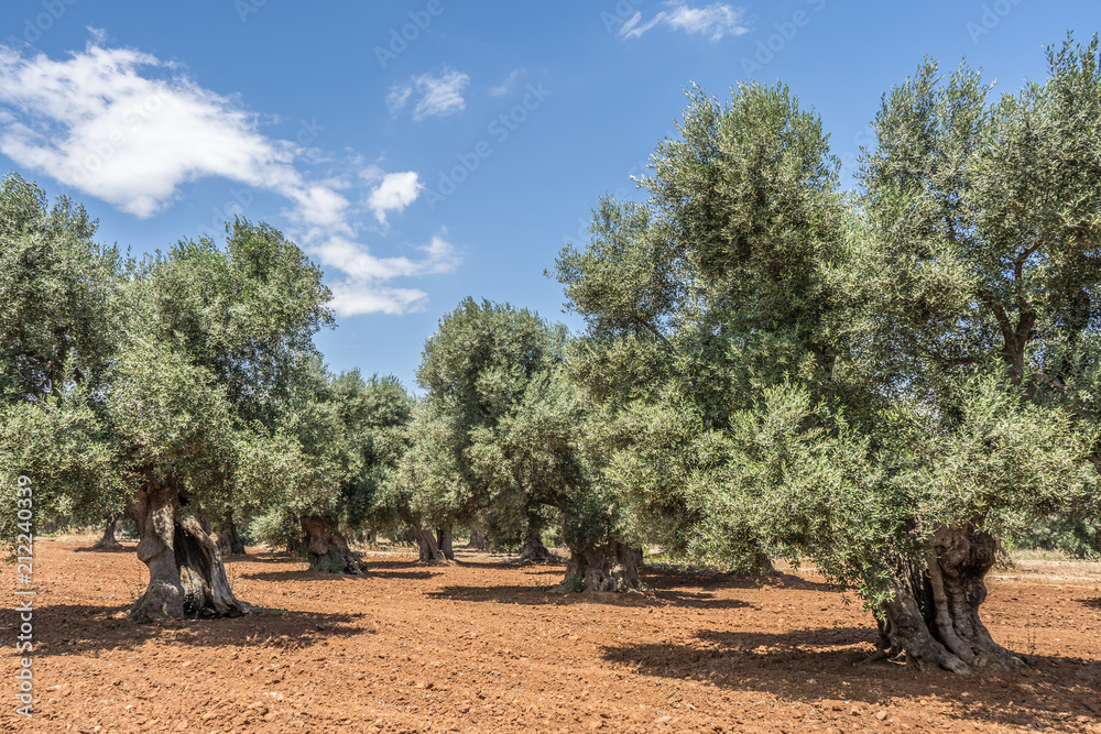 Olive trees plantation in Salento, Italy