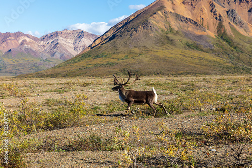 Barren Ground Caribou Bull in Alaska