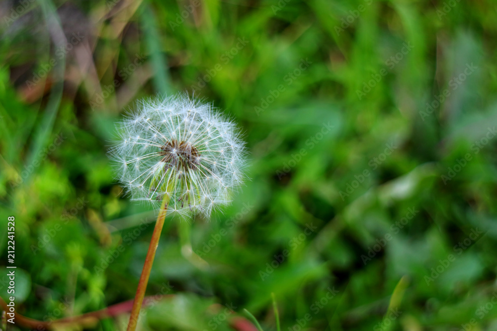 Close up of a white Dandelion flower head with so many tiny florets on blurred green field Close up of a white Dandelion flower head with so many tiny florets on blurred green field