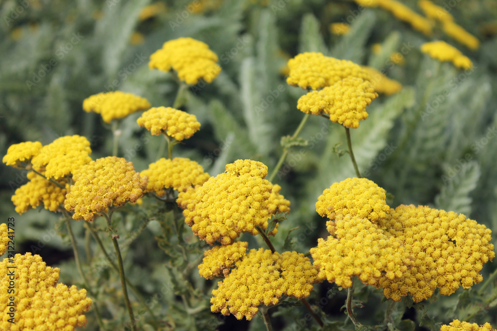 Flower garden yellow cluster plant outdoor Flower garden yellow cluster plant outdoor
