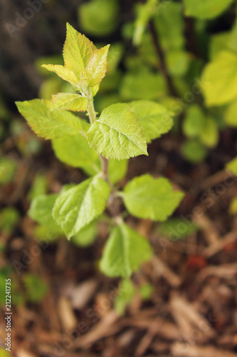 Wallpaper Mural Closeup of green leaves on plant small tree outdoors Torontodigital.ca