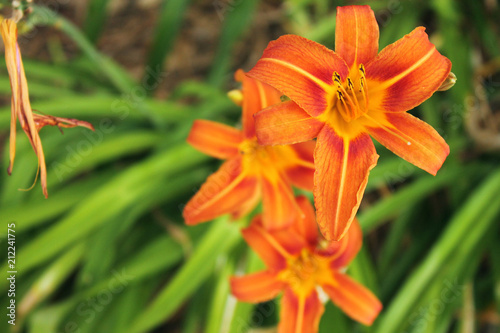 Bright orange lily with green leaves background in nature outdoors