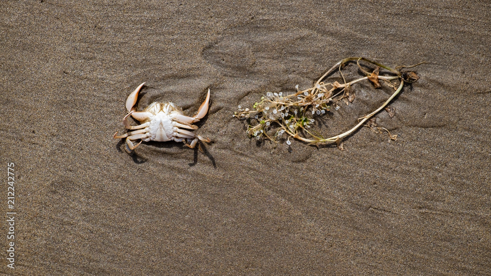 Fototapeta premium Strandspaziergang