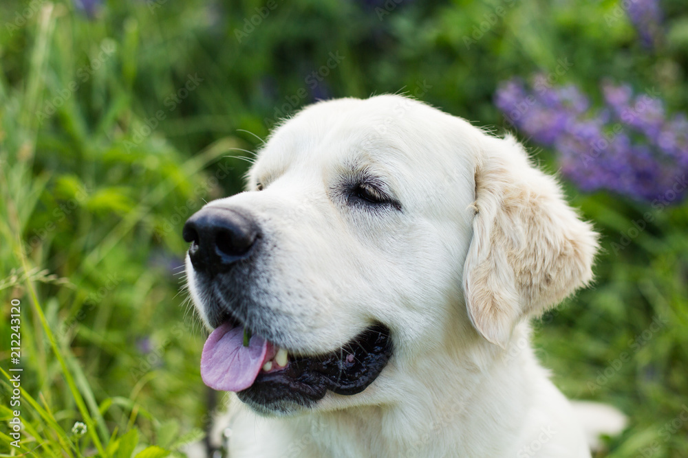 Profile portrait of cute golden retriever dog with tonque hanging out in the green grass and flowers Profile portrait of cute golden retriever dog with tonque hanging out in the green grass and flowers