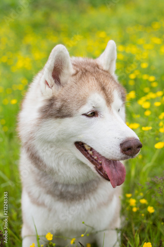 Portrait of cute beige and white dog breed siberian husky is in the bright buttercup field in summer.