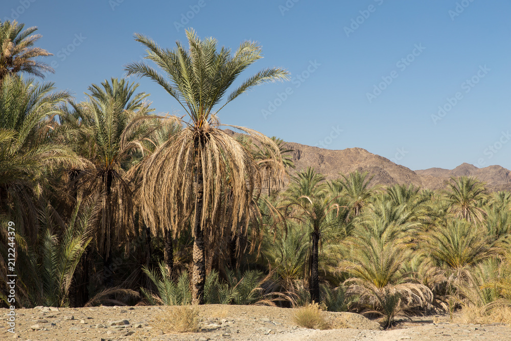 Obraz premium Palm Tree in Nahouk, Saravan, Sistan and Baluchistan, Iran