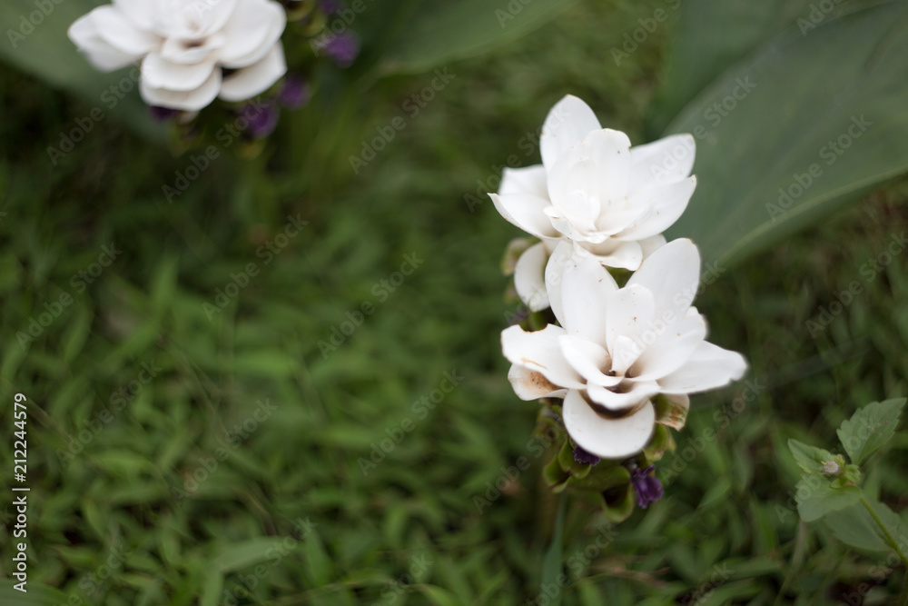 Obraz premium mountain in rain