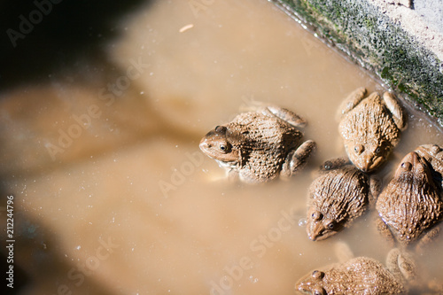frogs in farm,they are sleeping. © Blackbird6911