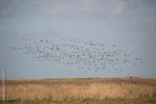 Flock of birds in sky over reed beds of Norfolk UK