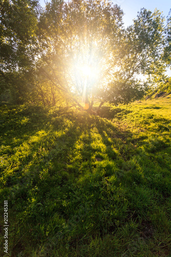 Fototapeta Naklejka Na Ścianę i Meble -  beautiful green sunlit summer forest