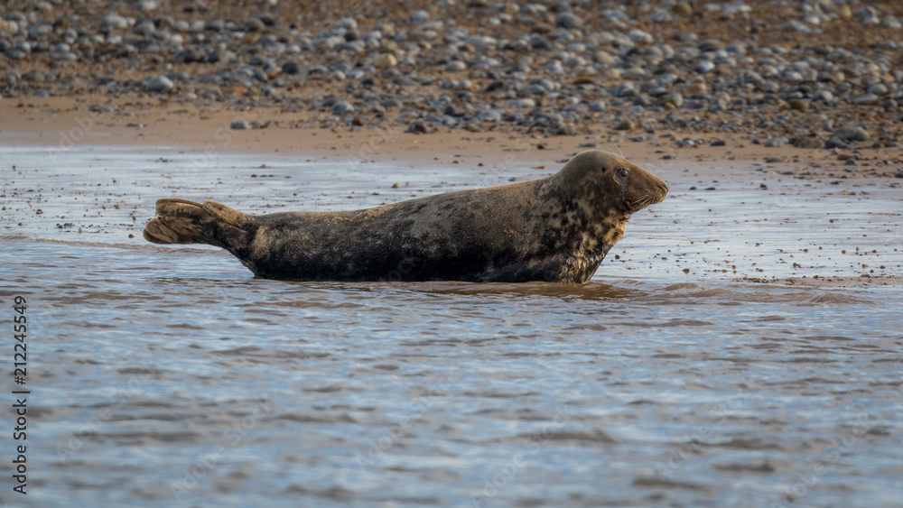 Fototapeta premium Common and grey seals