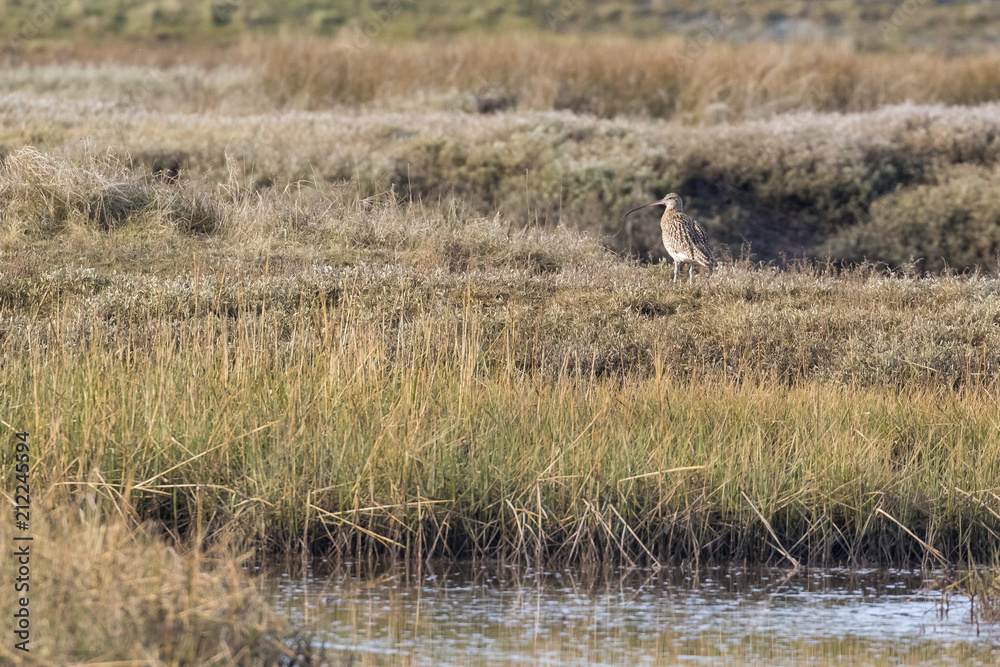 Wading bird, a Curlew, seen in its habitat Norfolk UK Wading bird, a Curlew, seen in its habitat Norfolk UK