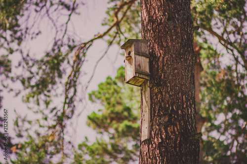 A birdhouse hanging on a pine tree in a forest