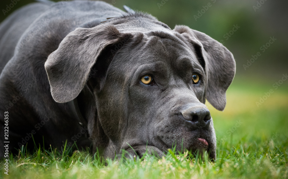 Neapolitan Mastiff dog outdoor portrait lying down in grass
