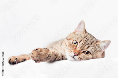 Scottish Straight kitten lies and looks with big eyes at the camera.Tabby color.