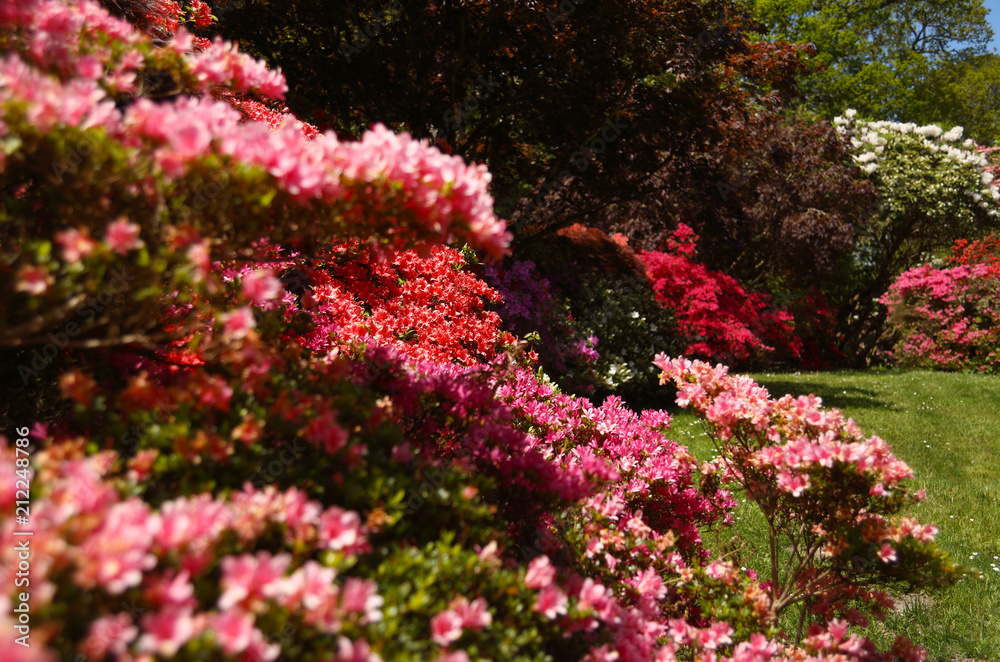 Flowering bushes Flowering bushes