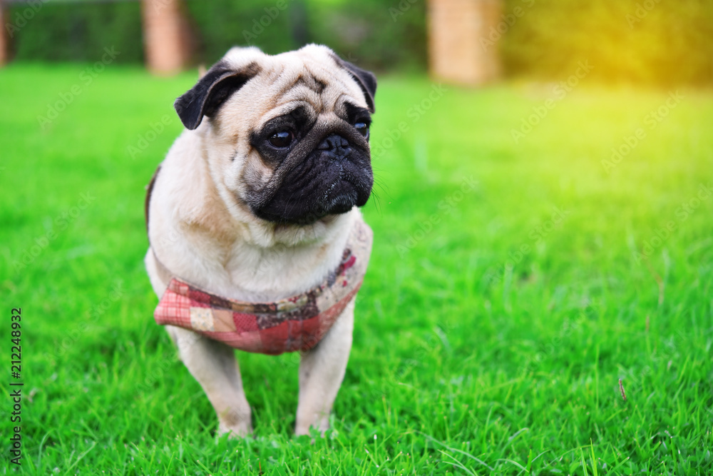 Cute brown Pug playing alone in garden
