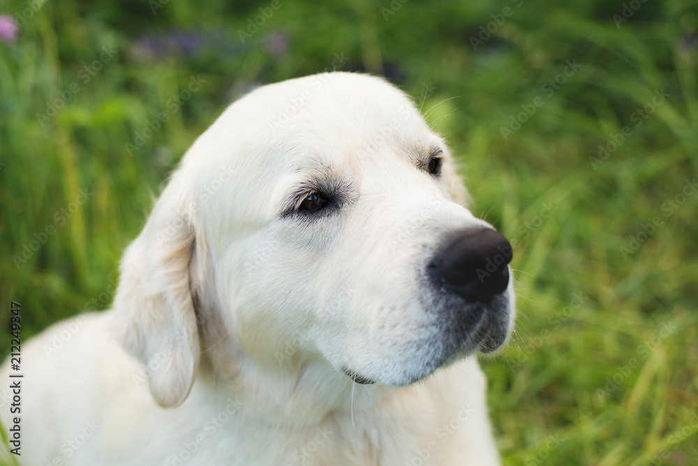 Profile portrait of cute golden retriever dog in the green grass and violet flowers Profile portrait of cute golden retriever dog in the green grass and violet flowers