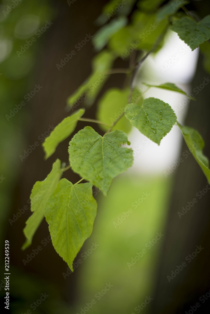 Green leaf Green leaf