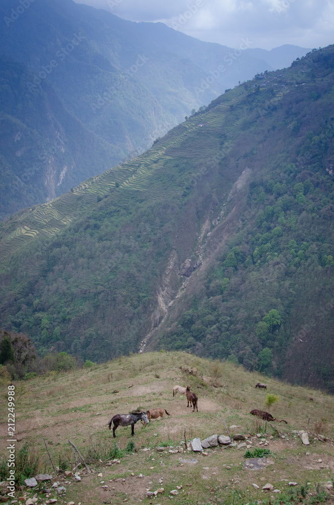 Beautiful view of fields rice View when travelers trekking to Annapurna base camp (ABC.) in Nepal