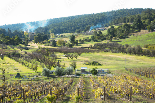 Wallpaper Mural Vineyard - Bickley - Western Australia Torontodigital.ca