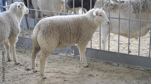 Sheep Rams standing in a stall. Livestock animal husbandry, animal breeding stock raising photo