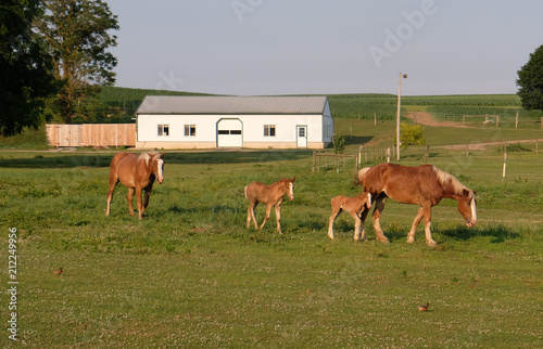 Horses in the field with their colts