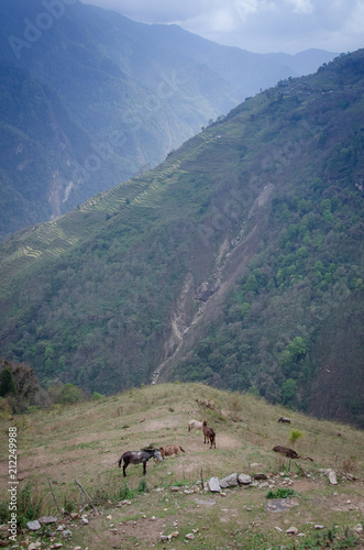Beautiful view of fields rice View when travelers trekking to Annapurna base camp (ABC.) in Nepal © iphotothailand