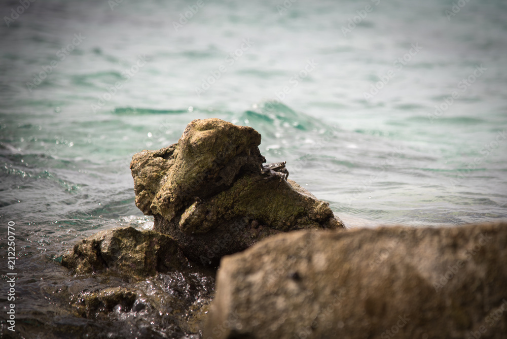 crab on the stone