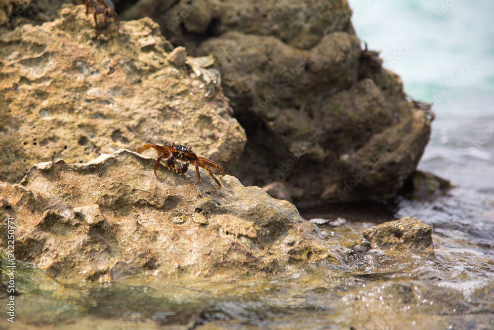 crab on the stone crab on the stone