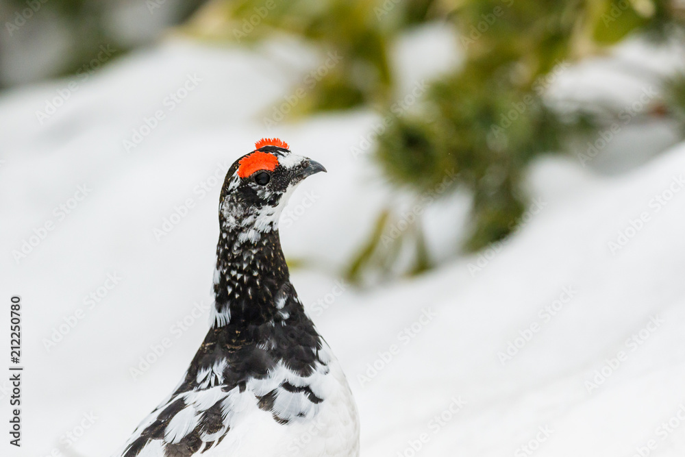 立山に生息するオスの雷鳥 立山に生息するオスの雷鳥