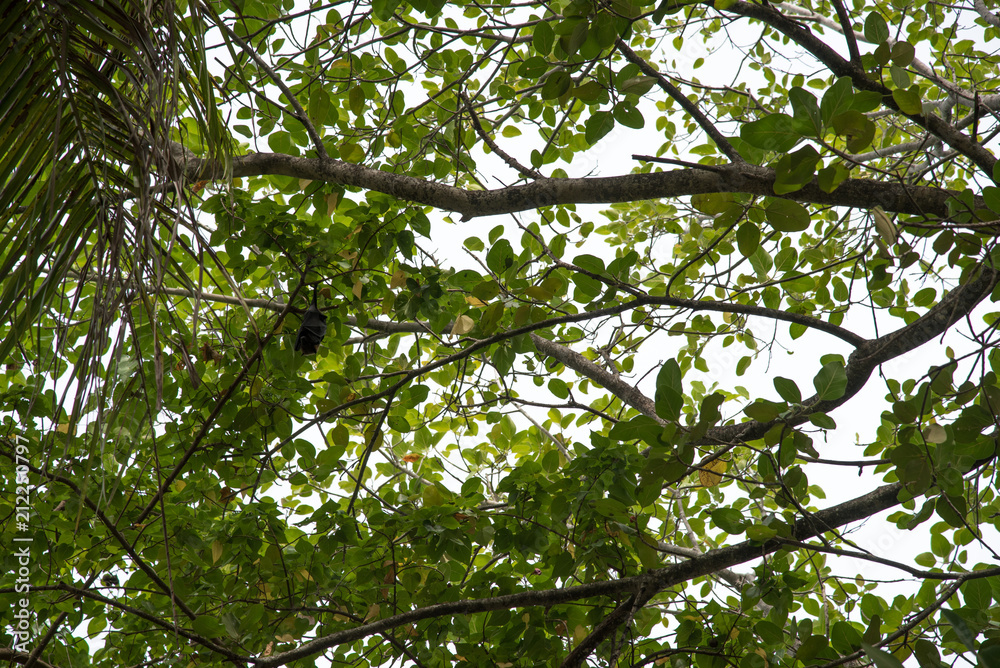 flying Fox flying Fox