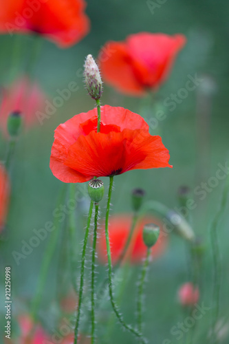 Fototapeta Naklejka Na Ścianę i Meble -  Red poppies field, remembrance day symbol