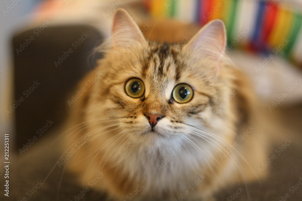 Cute Finnish shorthair kitten