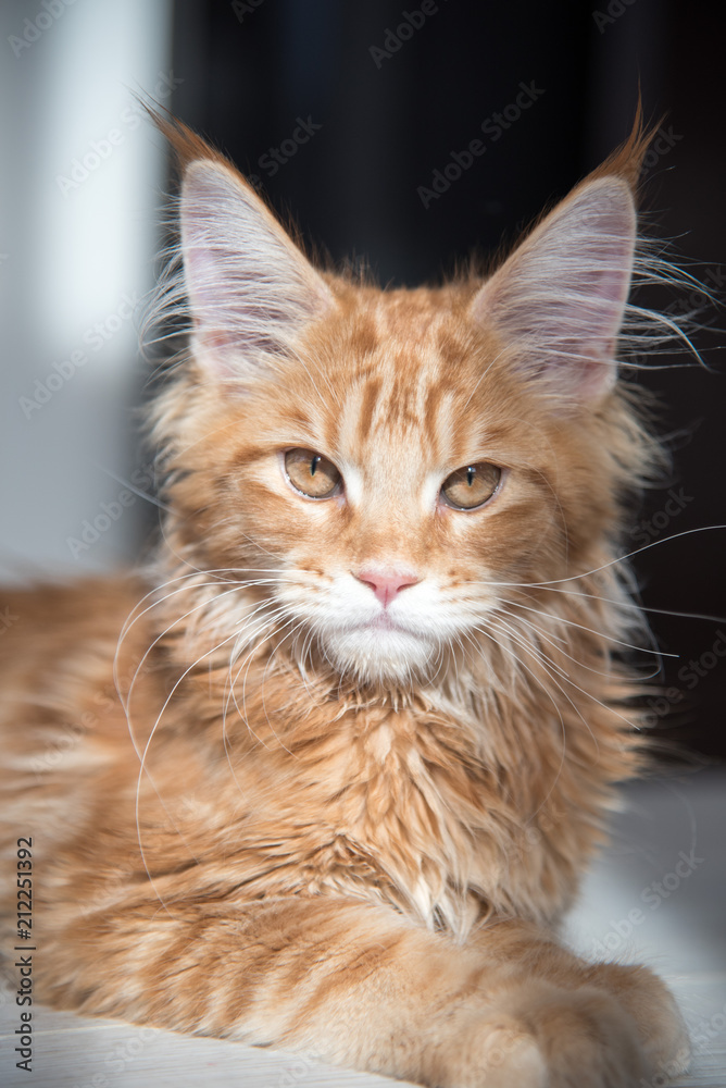 Maine coon