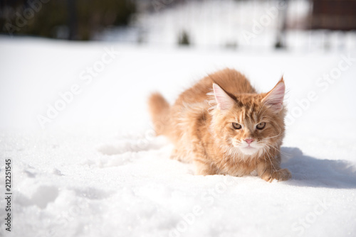 Maine coon 