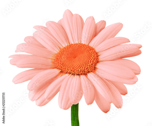 flower coral orange daisy isolated on white background. Close-up. Flower bud on a green stem. Element of design.