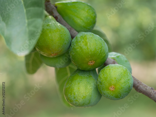 Green figs on the tree, Fiorone figs, Ialy. photo