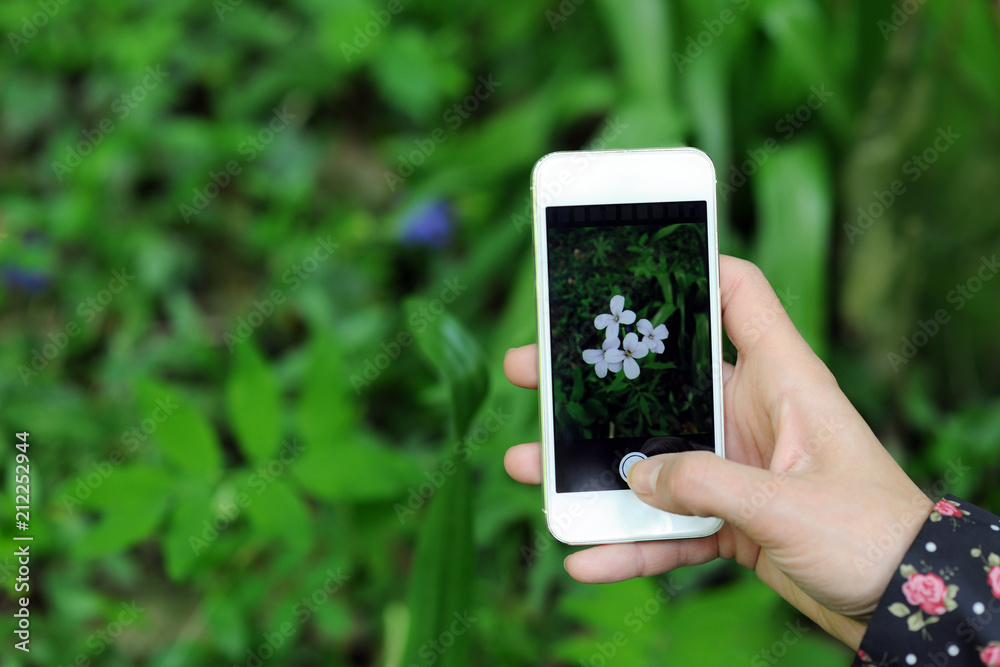 photo of wildflower photo of wildflower