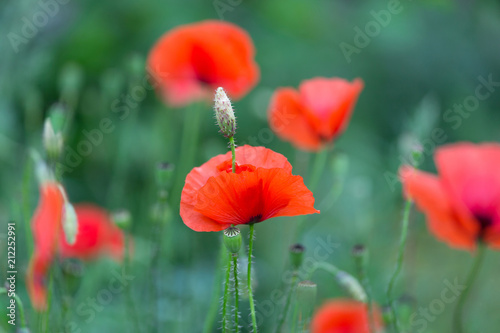 Fototapeta Naklejka Na Ścianę i Meble -  Red poppies field, remembrance day symbol