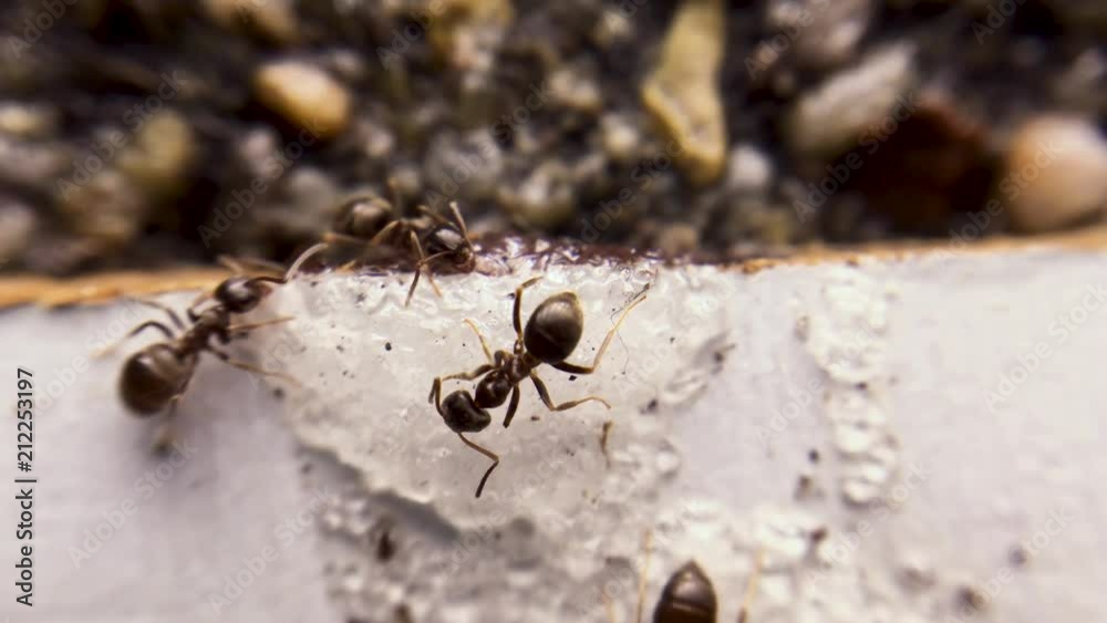 Ants eating sugar, macro close up shot Ants eating sugar, macro close up shot