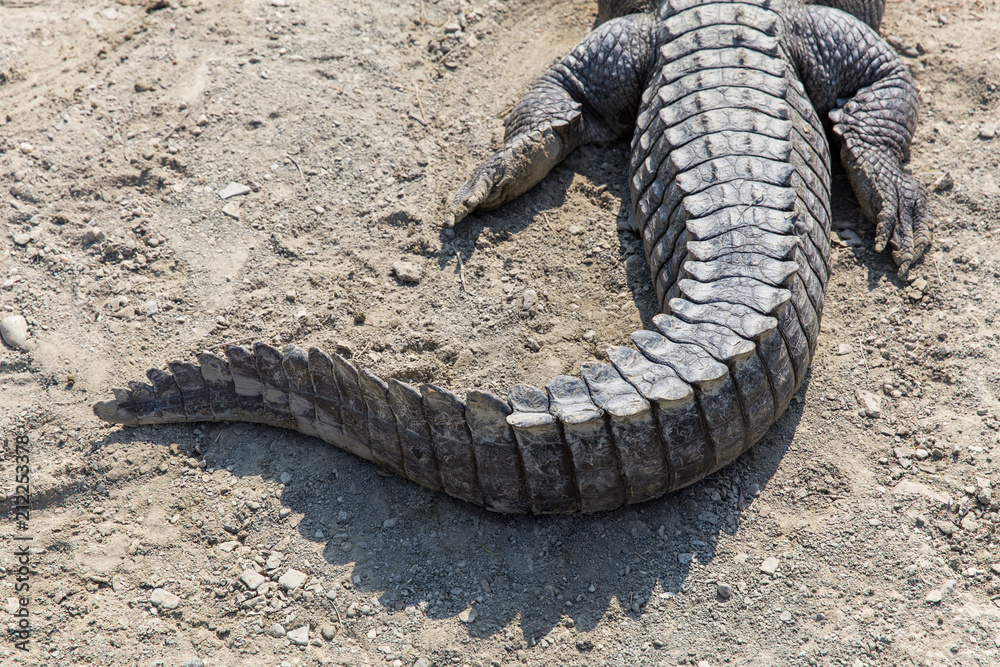 Fototapeta premium Marsh Crocodile in Jakigur, Sistan and Baluchistan, Iran