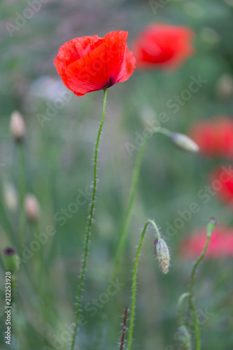 Red poppies field  remembrance day symbol