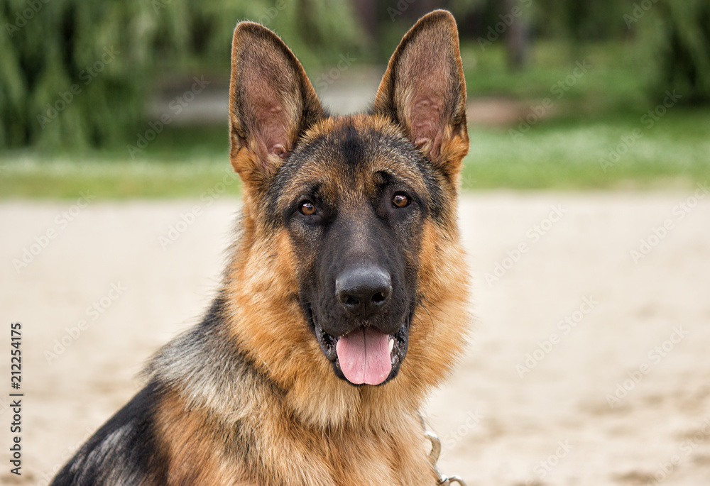 German Shepherd dog looking forward outdoors